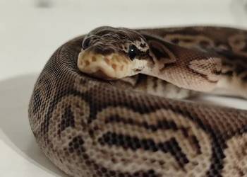 Młode pytony Królewskie Młode pytony Królewskie