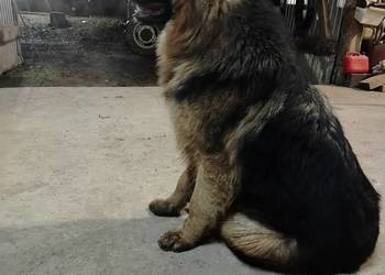 Szczeniak owczarka niemieckiego