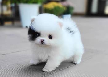 Sliczne Szpic Pomeranian Szczenieta
