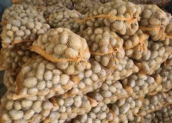 Witam sprzedam ziemniaki jadalne żółte Soraja pakowanie po 15kg