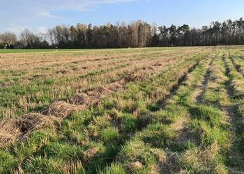 Działki z warunkami zabudowy w Rokitnicy