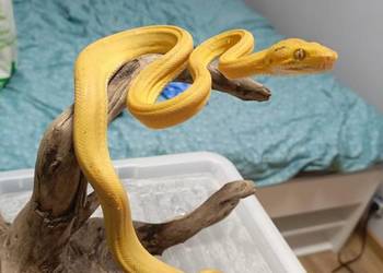 Boa leśny zamienię na pająki