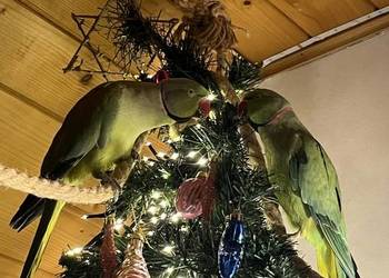 aleksandretta obrożna samiec