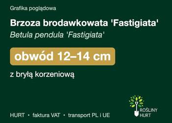 Brzoza brodawkowata 'Fastigiata' obwód 12-14 cm, z bryłą – HURT