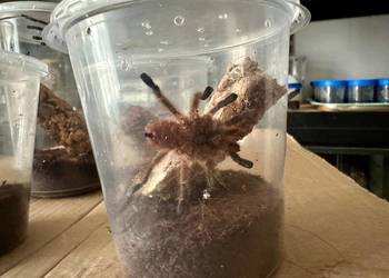 aviculari minatrix dorosłe samce Kraków