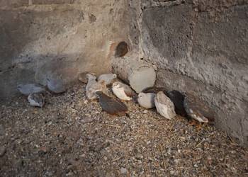 Przepiórki hinskie różne kolory