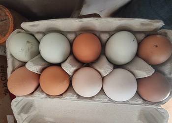 Jajka z ekologicznego wybiegu