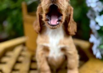 Cudowna sunia Cocker Spaniel Angielski złota z białym z rodowodem