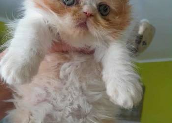 Kotka perska rudo-biszkoptowo-biała