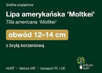 Lipa amerykańska 'Moltkei' obwód 12-14 cm, z bryłą – HURT