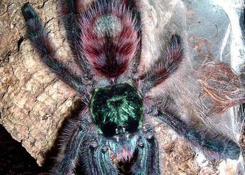 Caribena Versicolor L3 ptasznik pająk