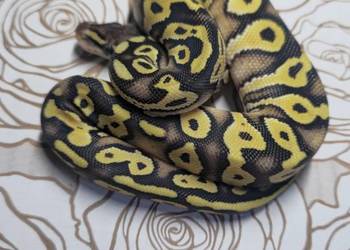 Wąż pyton królewski, python regius samica