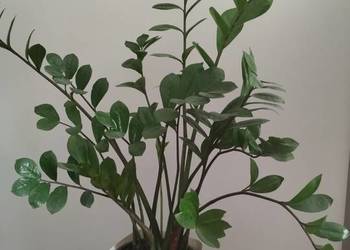 Zamiokulkas, zamia kwiat doniczkowy duży 70 cm