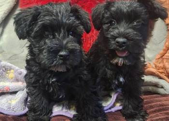 Cudny sznaucerek miniaturowy *szczeniaczki* CZARNE