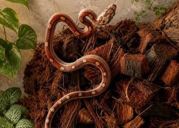 Wąż zbożowy Motley 100% het caramel