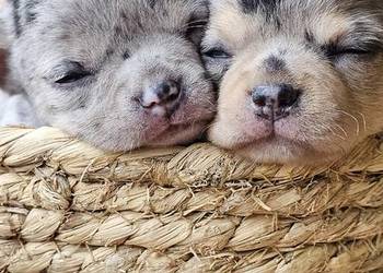 Chihuahua chłopak  dziewczynka