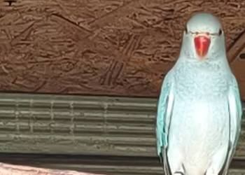 Aleksandretta aleksandretty