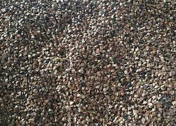 gryka 2025 konwersja nie dosuszana,czyszczona, brak pustych ziaren, 1,5t