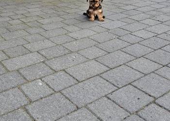 York terrier chłopczyk