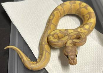 Pyton regius - Banana Yellow Belly