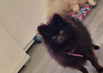 Pomeranian xxs brązowy szpic miniaturowy
