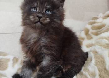 Kotka Maine Coon Nera