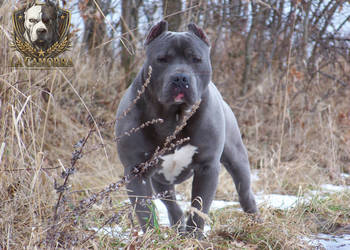 American Staffordshire Terrier - samiec Blue