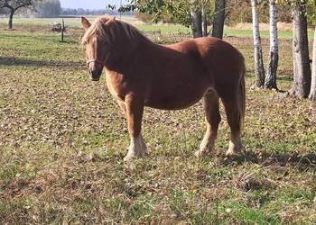 Klacz sokulską żrebna Klacz sokulską żrebna