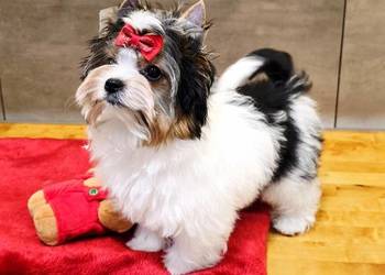 Śliczna suczka Biewer Yorkshire Terrier skończone 12 tyg.