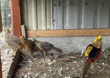 Sprzedam samice bażanta złotego