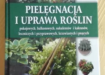 Pielęgnacja i uprawa roślin pokojowych, balkonowych... SAMP
