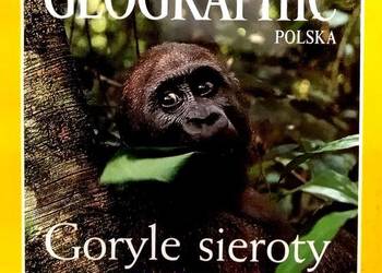 417 Czasopismo National Geographic Goryle Sieroty (P) (18)