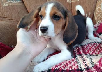 Suczka Beagle czystej rasy