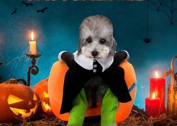 Strój ubranko dynia Halloween dla psa przebranie prezent dostępny 4 rozmiar