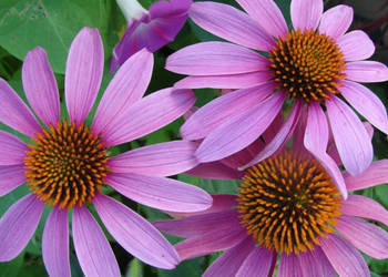 JEŻÓWKA PURPUROWA Echinacea - sadzonki w doniczkach