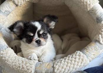 Chihuahua długowłosa ZKwP  FCI
