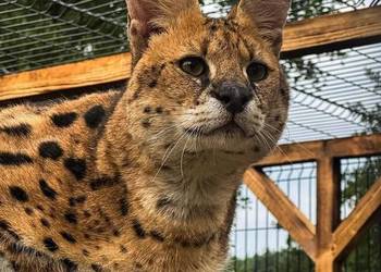Para hodowlana Serwal Afrykański ( serval serval ) z Wildcatsfarm NE