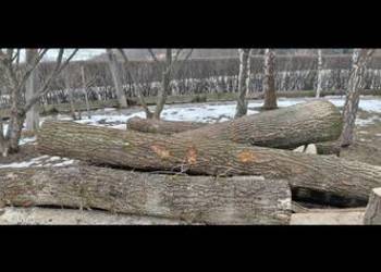 Dąb w klocku do przerobu stolarskiego