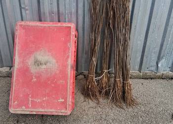 Sadzonki katalpy morwy białą czarna