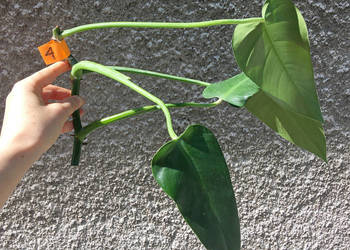 Philodendron filodendron Emerald Queen sadzonka cięta nr 4