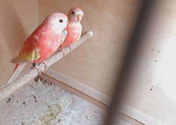 Łąkówki I lilianki