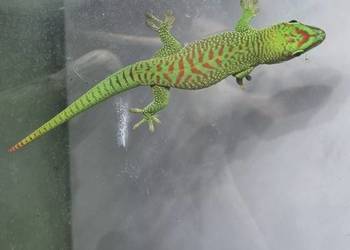 Gekony Madagaskarskie Grandis