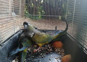 Sprzedam papugi aleksandretty patagonki rozelle Sprzedam papugi aleksandretty patagonki rozelle