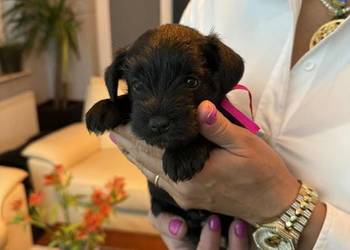 Sznaucery miniaturowe