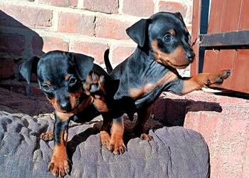 Pinczer Miniaturowy FCI szczenięta