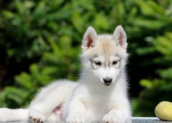 Siberian Husky ZKwP