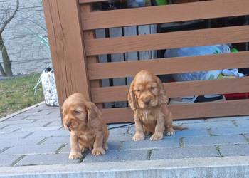 Cocker Spaniel Angielski Piesek