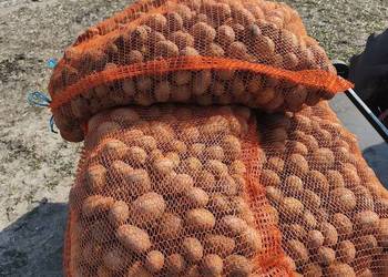 Ziemniaki sadzeniaki