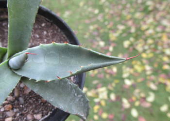 Mrozoodporna agawa do -18 °C - agave parryi var. couesii -ostatnia sadzonka