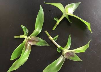 Złoty wąs callisia fragrans